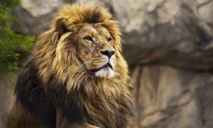 Comitê estratégico: enfrente um leão por dia, mas não sozinho